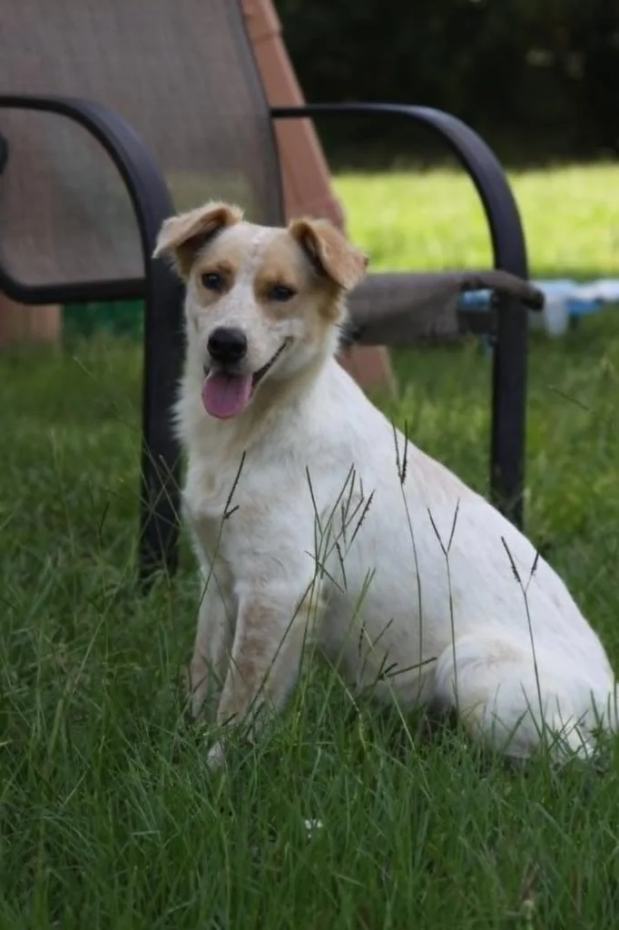 A baby medium-sized female Mixed Breed dog named Dolly for adoption in Fond Du Lac, WI