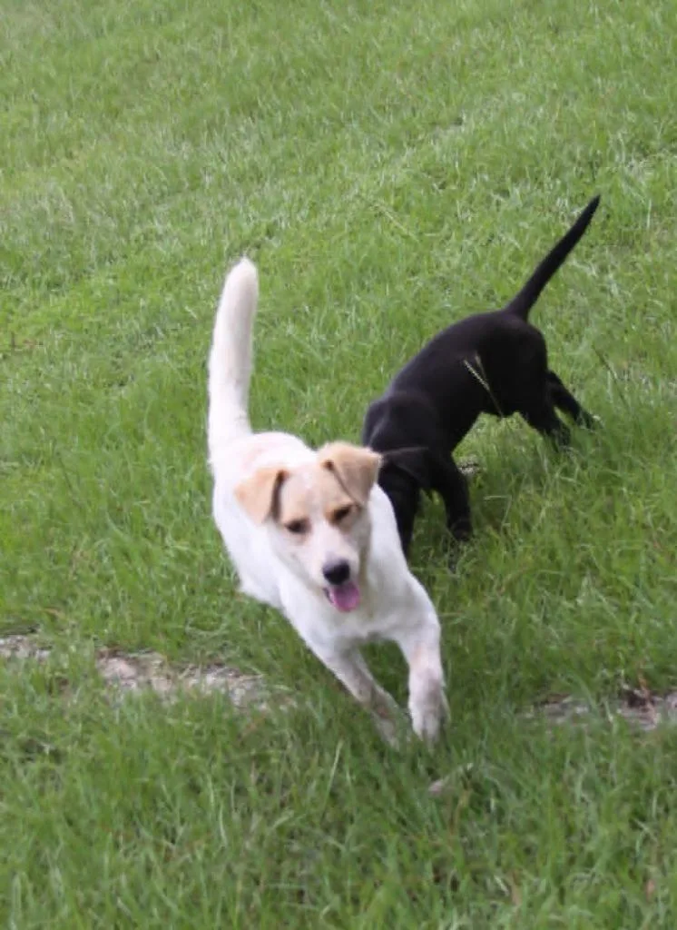 Dolly thumbnail 2