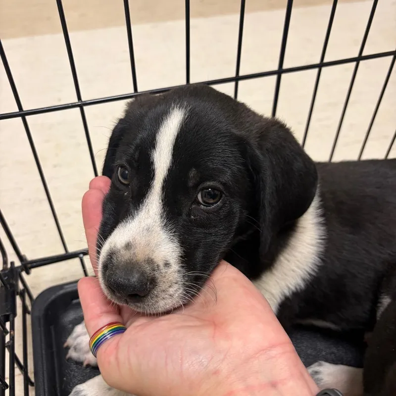 A baby small-sized male White / Cream Mixed Breed dog named Spruce for adoption in Red House, WV