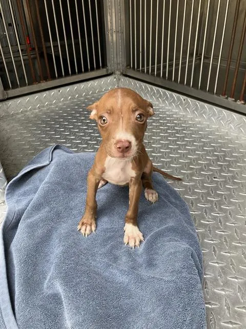 A baby medium-sized female Mixed Breed dog named Mary for adoption in Dallas, TX