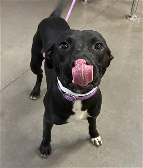 A young large-sized male Labrador Retriever dog named Kiko for adoption in Phoenix, AZ