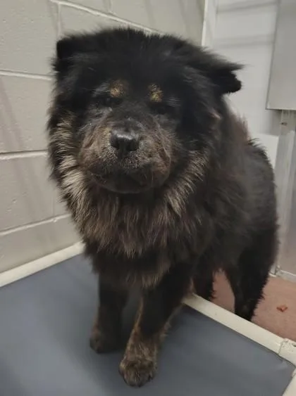 A young medium-sized female Chow Chow dog named Sunnie for adoption in Aberdeen, SD