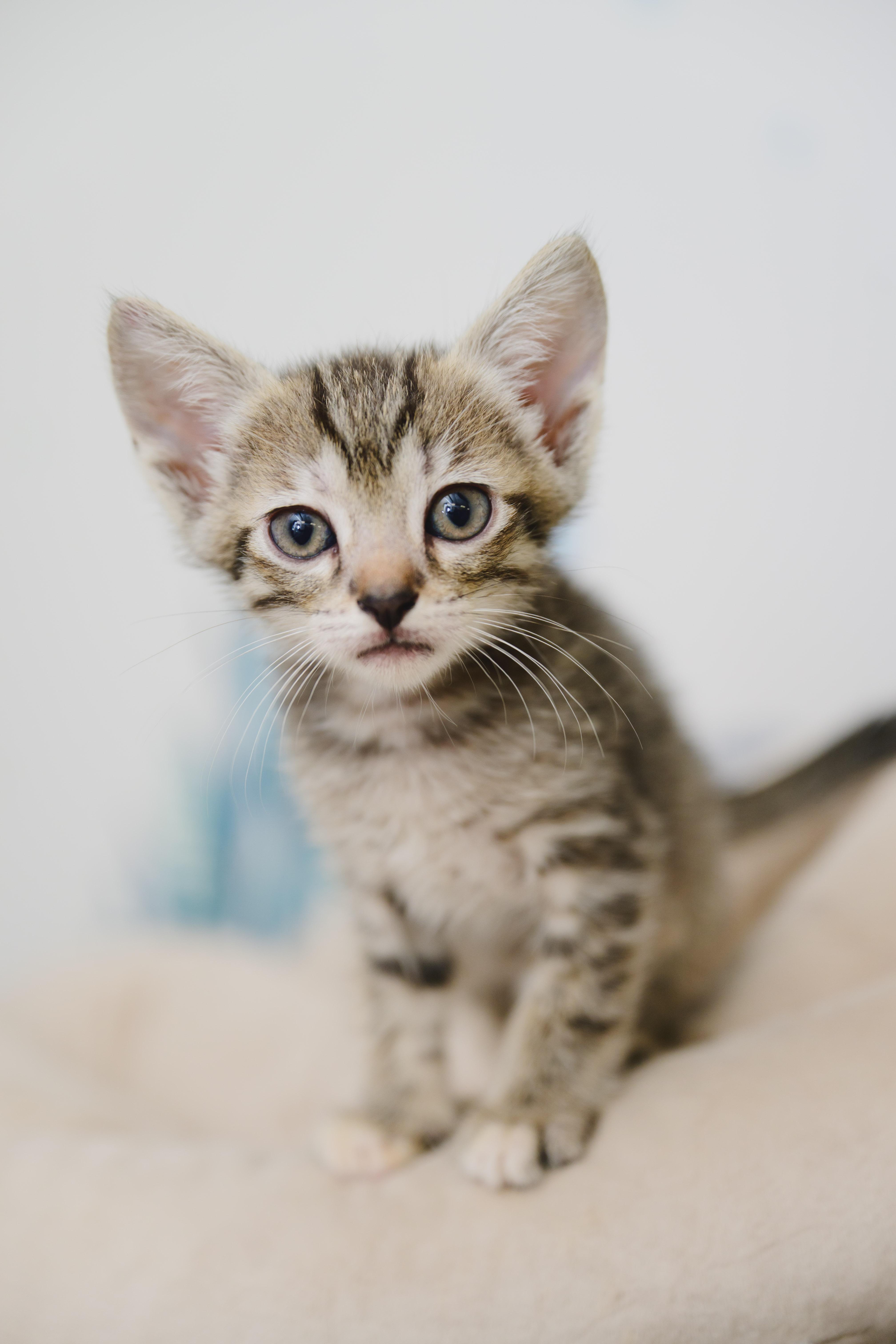 A baby small-sized male Domestic Short Hair cat named Moka for adoption in Honolulu, HI