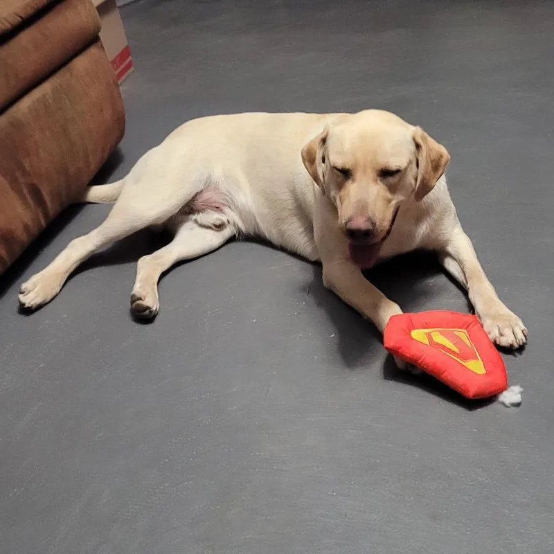 A young large-sized male Yellow / Tan / Blond / Fawn Yellow Labrador Retriever dog named Turkey for adoption in Buffalo, MN