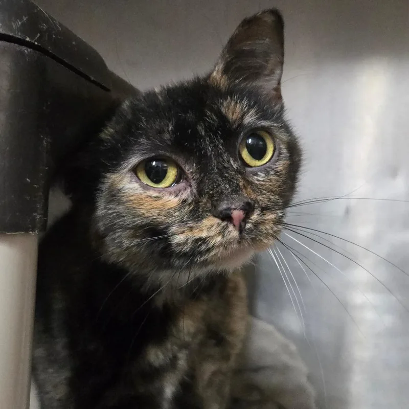 An adult medium-sized female Orange / Red Domestic Short Hair cat named Mango for adoption in West Olive, MI