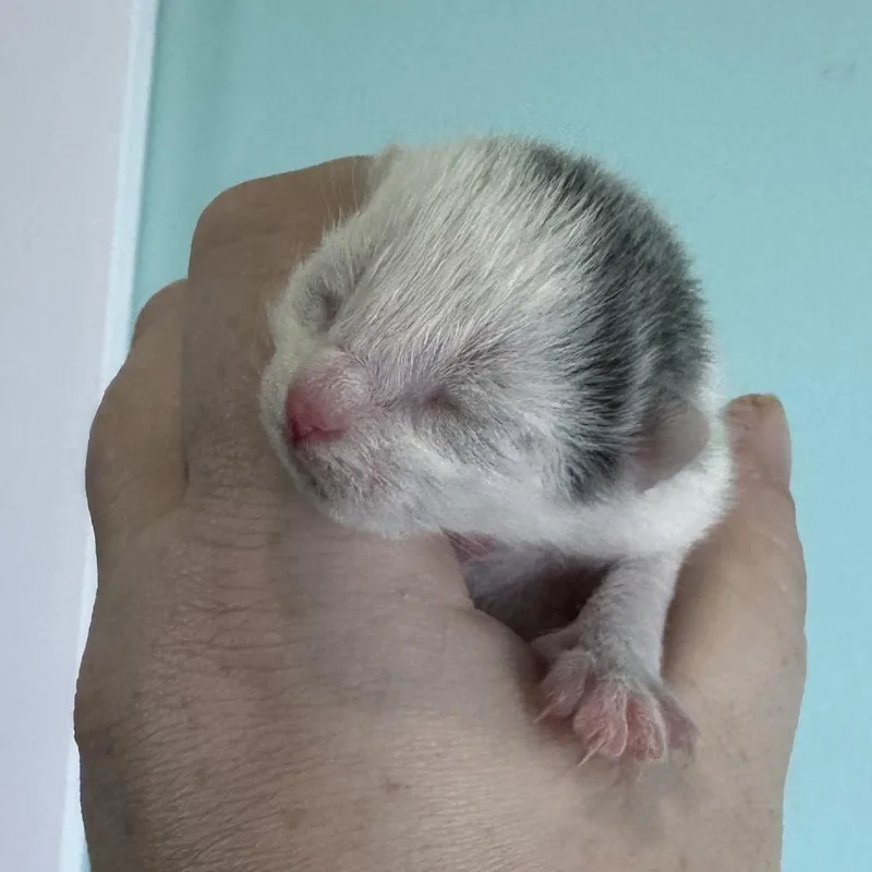A baby small-sized female White Domestic Short Hair cat named Azalea for adoption in Falls Church, VA