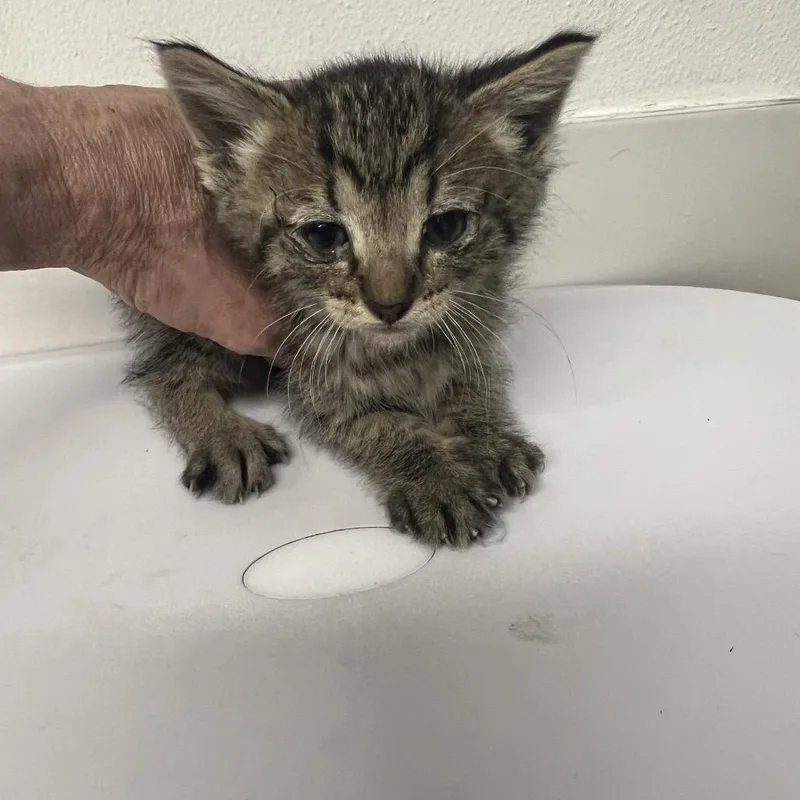 A baby small-sized female Black Domestic Short Hair cat named Gollie for adoption in St. Louis, MO
