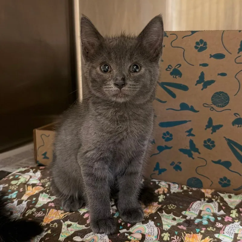 A baby small-sized female Domestic Short Hair cat named Shade for adoption in Santa Barbara, CA