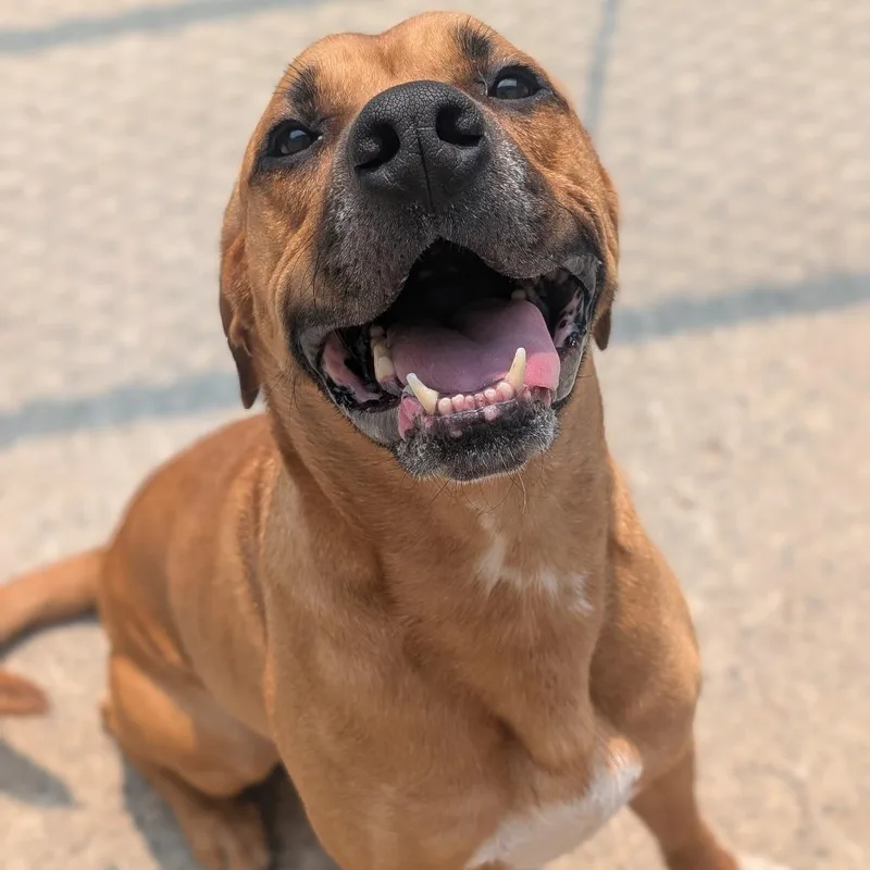 An adult medium-sized male Labrador Retriever dog named Louis for adoption in Watertown, NY