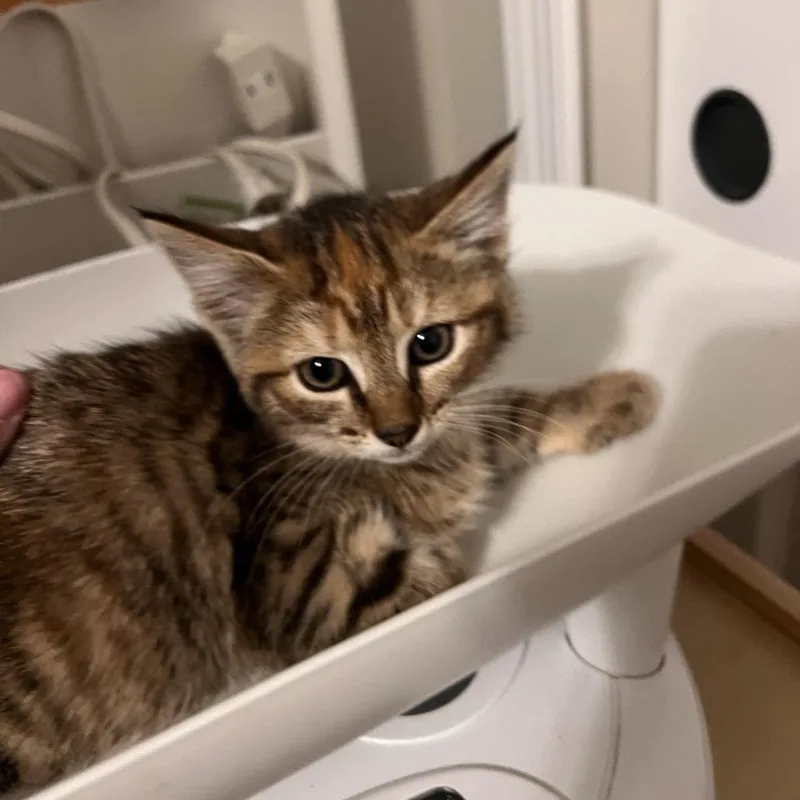 A baby small-sized female Brown / Chocolate Domestic Short Hair cat named Tata for adoption in Fredericksburg, VA