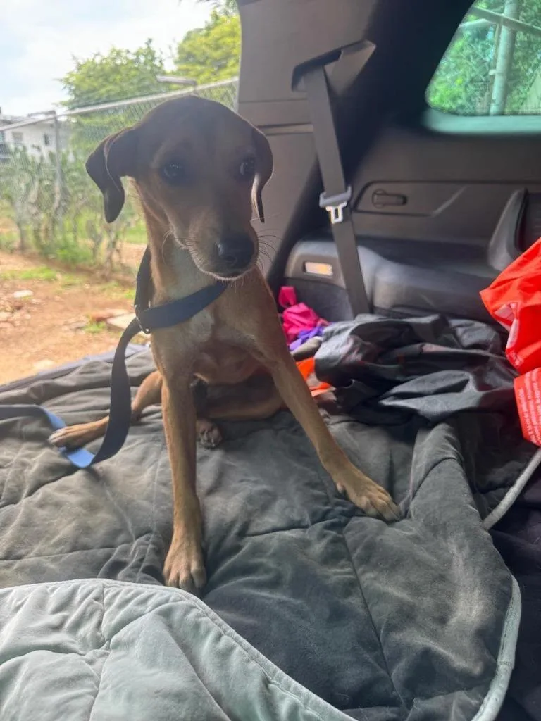 A baby small-sized female Italian Greyhound dog named Canela for adoption in San Diego, CA