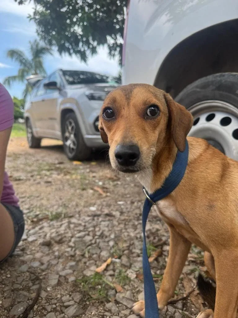 Canela thumbnail 2