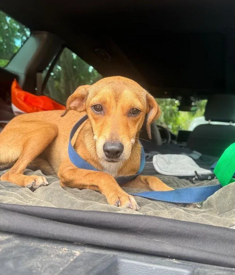 Canela thumbnail 3