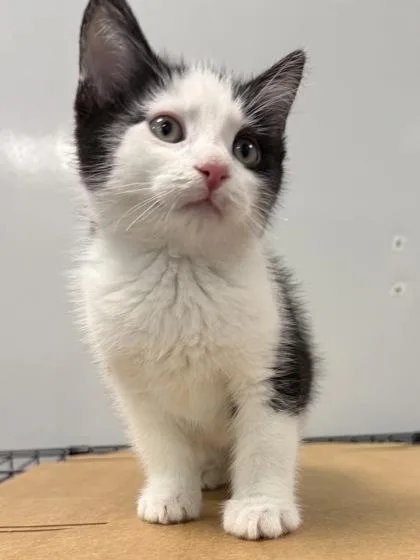 A young small-sized male Domestic Short Hair cat named B Bubba for adoption in North Charleston, SC