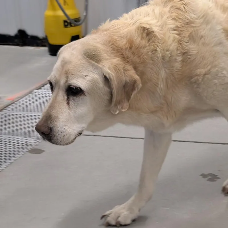 A senior small-sized male Yellow Labrador Retriever dog named Found Dog for adoption in Buffalo, WY