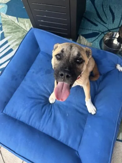An adult medium-sized female Belgian Shepherd / Malinois dog named Truffle for adoption in Mansfield, TX