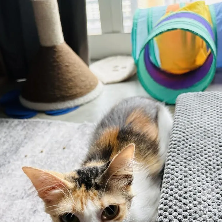 Delilah thumbnail 4