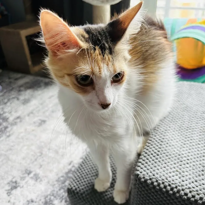 Delilah thumbnail 6