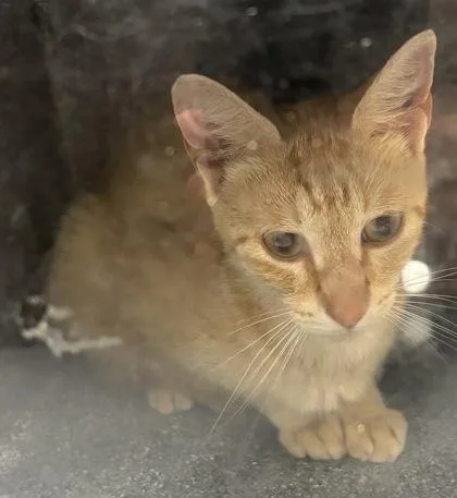 A young small-sized female Domestic Short Hair cat named Thalia for adoption in Cumming, GA