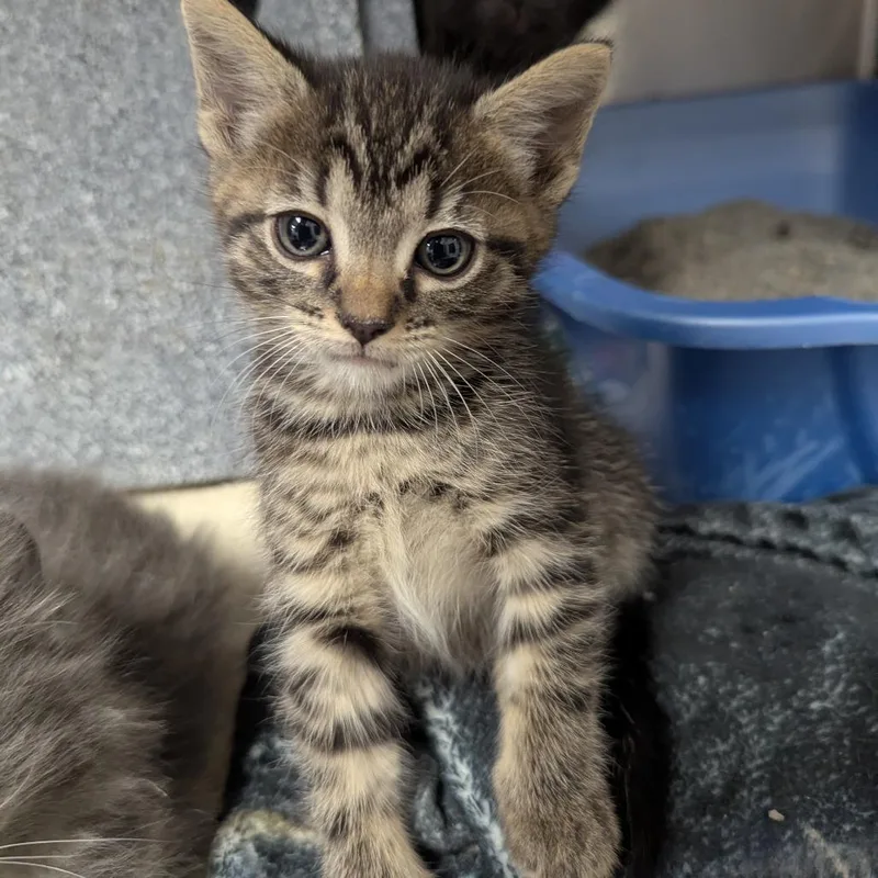 A baby small-sized male Domestic Short Hair cat named Ice Cube for adoption in Evansville, IN