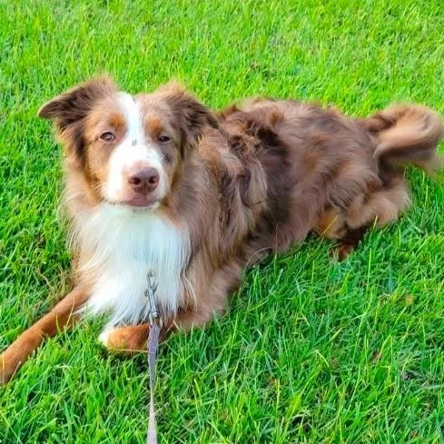 An adult small-sized male Brown / Chocolate Australian Shepherd dog named Doc for adoption in Myrtle Beach, SC