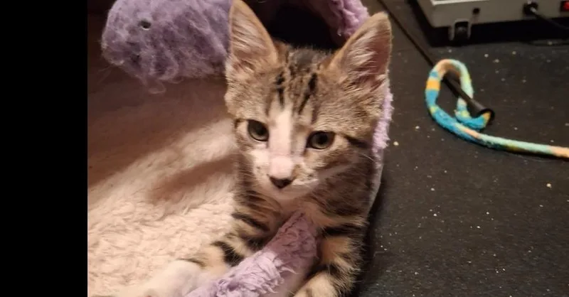 A baby small-sized female Domestic Short Hair cat named Ice Cream TCAC for adoption in Peoria, IL