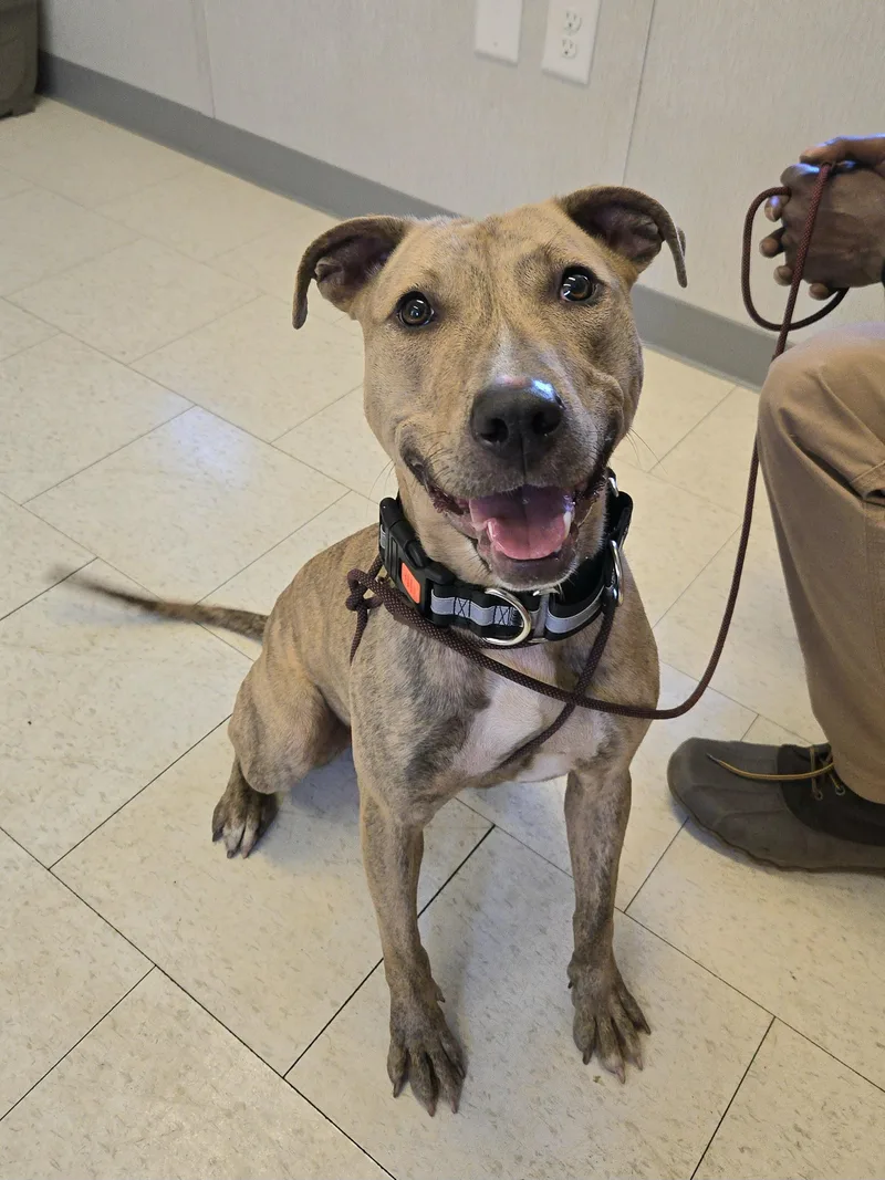A young medium-sized female Brindle Pit Bull Terrier dog named Diana for adoption in Trenton, NJ