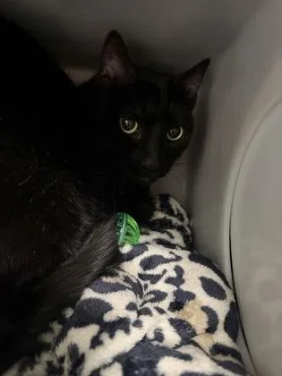 An adult small-sized female Domestic Short Hair cat named Sissy for adoption in Daytona Beach, FL