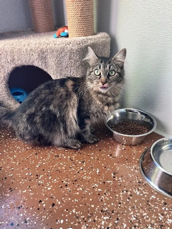 An adult medium-sized female Domestic Medium Hair cat named Apricot for adoption in Jackson, TN