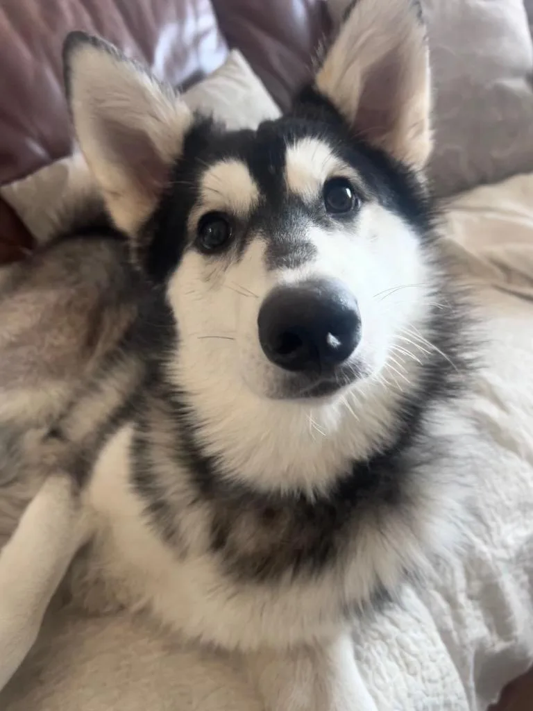 A young medium-sized male Husky dog named Marshmellow for adoption in Spring, TX