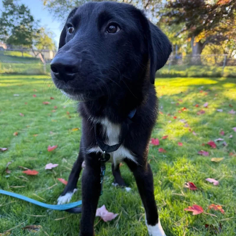 A baby medium-sized male Black Border Collie dog named Carson for adoption in Brockport, NY