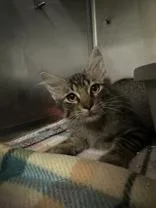 A young medium-sized male Tabby (Brown / Chocolate) Domestic Medium Hair cat named Plutonium for adoption in Manitowoc, WI