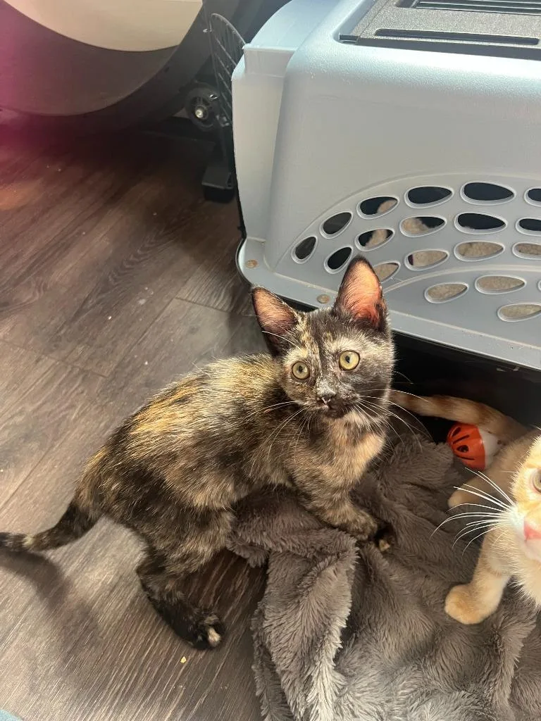 A baby small-sized female Domestic Short Hair cat named Nova for adoption in Lunenburg, MA