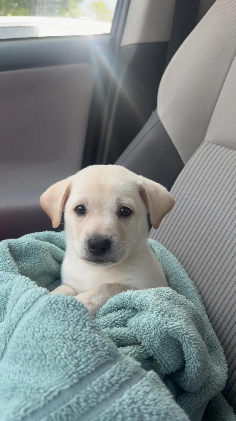A baby large-sized male Yellow Labrador Retriever dog named Bomba for adoption in El Cajon, CA