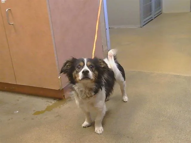 A young small-sized male Papillon dog named A for adoption in Sacramento, CA