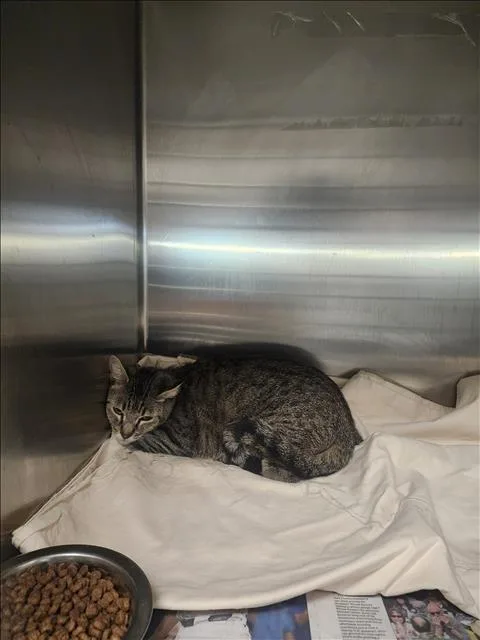 A young large-sized female Domestic Short Hair cat named Nala for adoption in Los Angeles, CA
