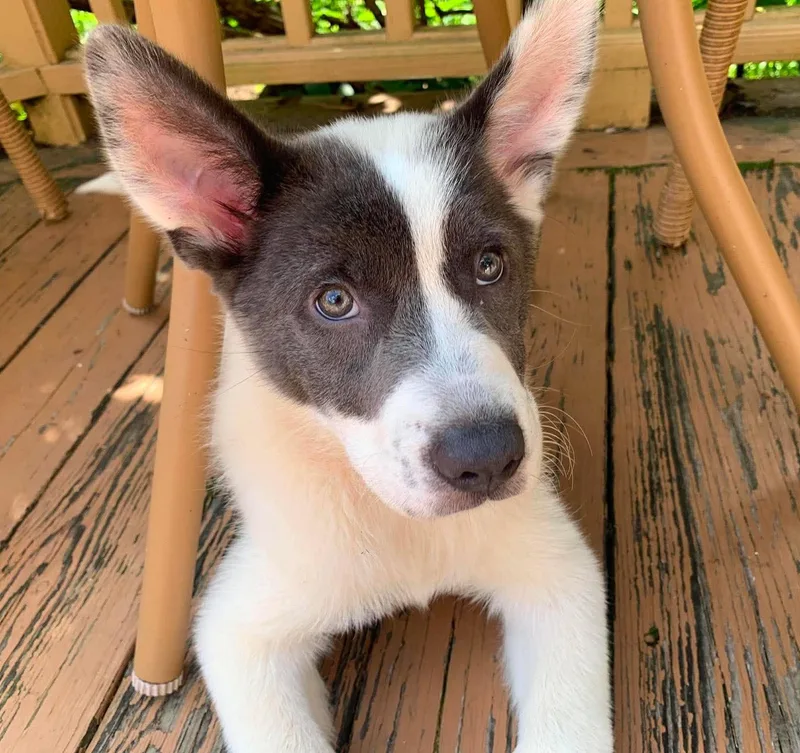 Gwen