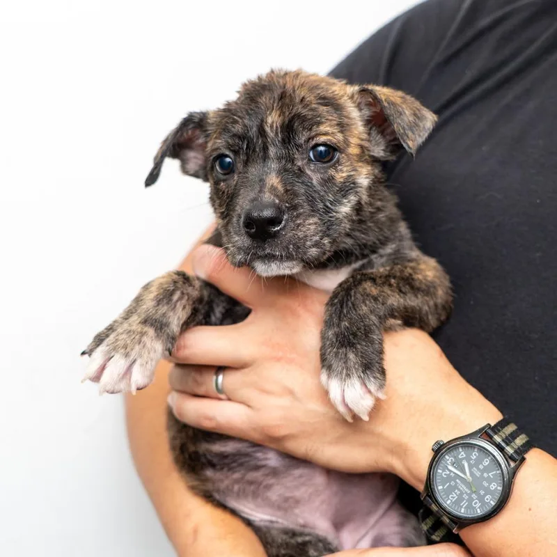 A baby medium-sized female Brindle Mixed Breed dog named Leopard for adoption in New York, NY