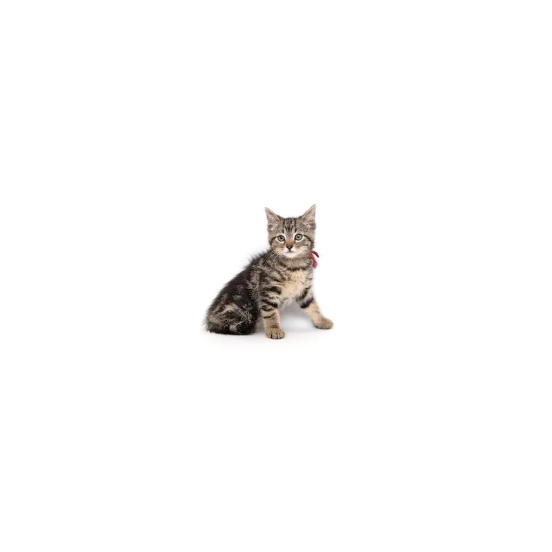 A baby small-sized female Brown / Chocolate Domestic Short Hair cat named Gala for adoption in Playa Vista, CA