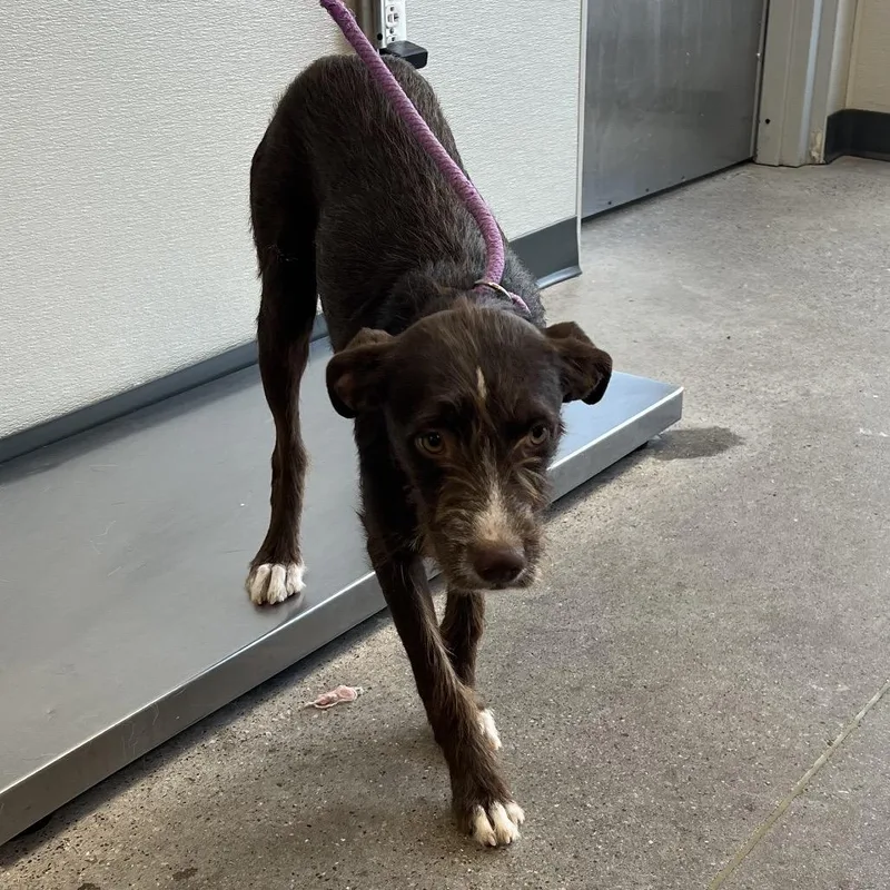 An adult medium-sized female Brown / Chocolate Mixed Breed dog named Muriel for adoption in Las Cruces, NM