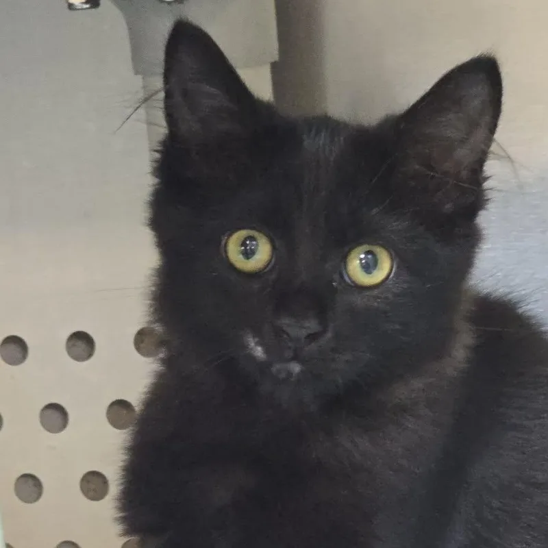 A baby medium-sized female Domestic Medium Hair cat named Monica for adoption in Orange, VA