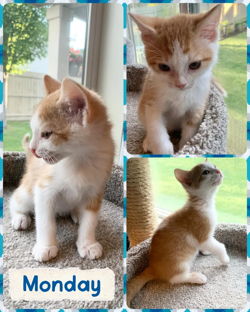 A baby medium-sized male Orange & White Domestic Short Hair cat named Monday for adoption in Pasco, WA
