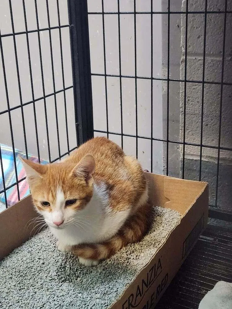 A young medium-sized male Domestic Short Hair cat named Chip for adoption in Lexington, TN
