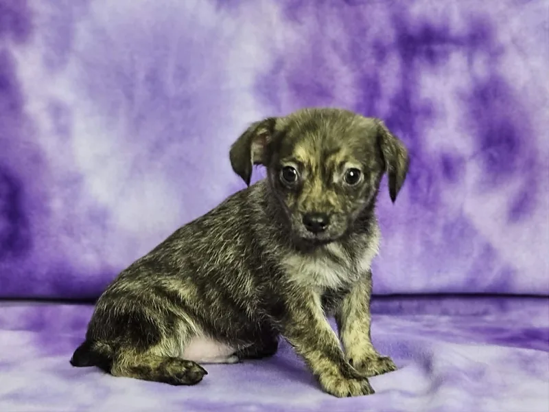 A baby small-sized male Brindle Chiweenie dog named Benjamin for adoption in East Sparta, OH