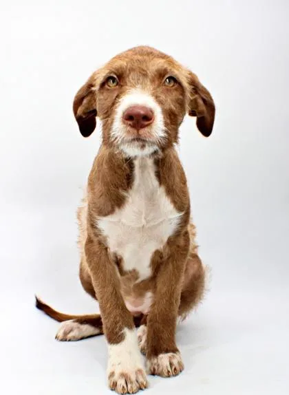 A baby medium-sized female Australian Shepherd dog named Riley for adoption in Morton Grove, IL