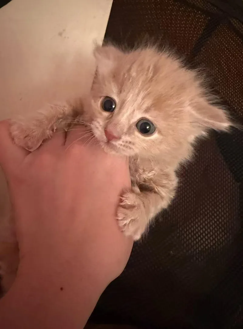 A baby small-sized male Domestic Medium Hair cat named Tang Yuan for adoption in Flushing, NY