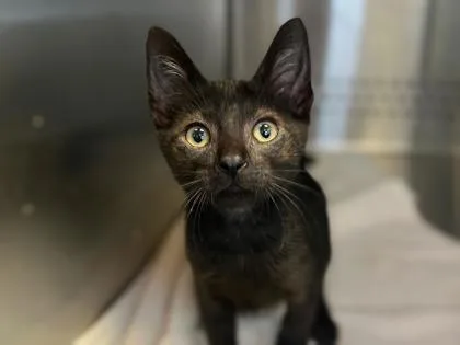 A baby small-sized male Domestic Short Hair cat named Juke Box Hero for adoption in Newberg, OR