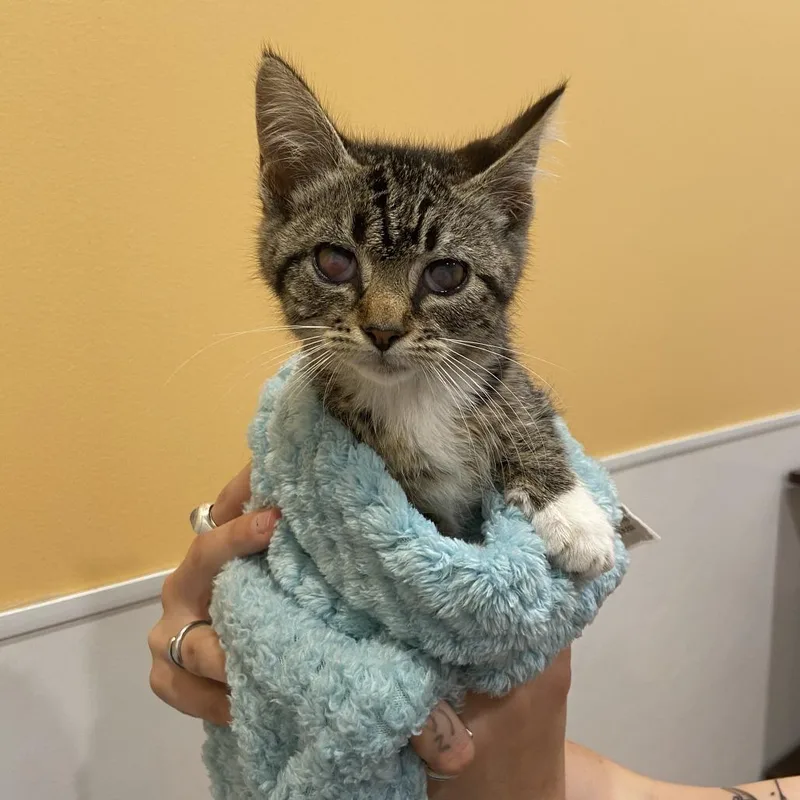A baby small-sized female Brown / Chocolate Domestic Short Hair cat named Dragon for adoption in Washington Township, OH