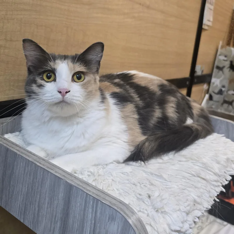 A young medium-sized female Dilute Tortoiseshell cat named Waffle for adoption in Warr Acres, OK