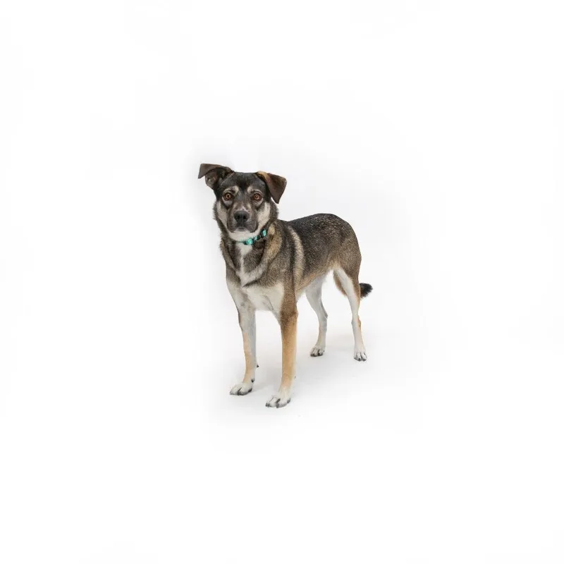 An adult medium-sized female Brown / Chocolate Mixed Breed dog named Trinity for adoption in Playa Vista, CA